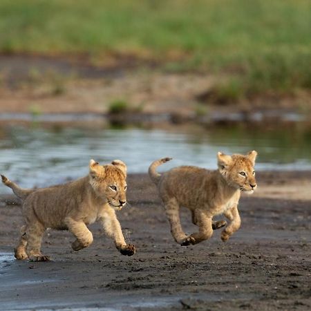 Africa Safari South Serengeti Ndutu Ngorongoro Sinoni Dış mekan fotoğraf