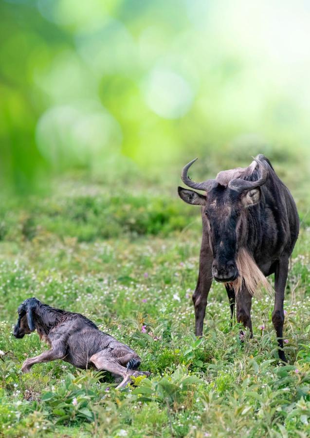 Africa Safari South Serengeti Ndutu Ngorongoro Sinoni Dış mekan fotoğraf