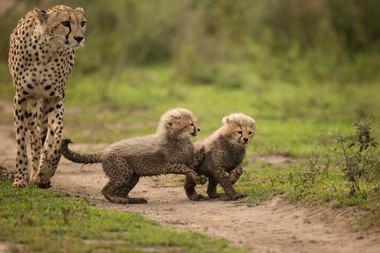 Africa Safari South Serengeti Ndutu Ngorongoro Sinoni Dış mekan fotoğraf