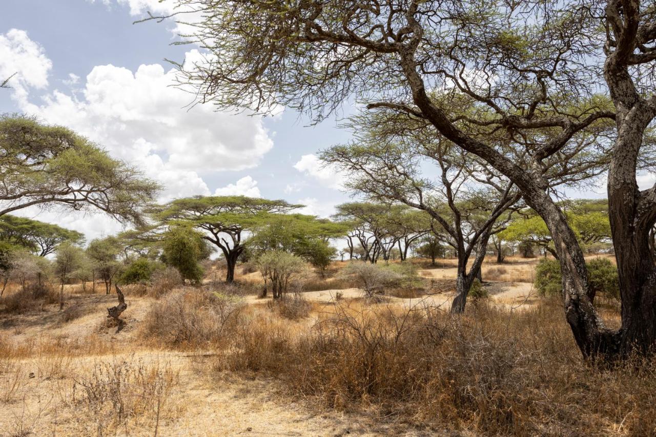 Africa Safari South Serengeti Ndutu Ngorongoro Sinoni Dış mekan fotoğraf